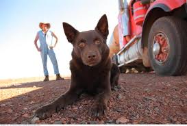 Truck driver tom (luke ford, nodding a great deal) arrives in town on the fateful night, and one after another the distraught locals share their. Film Review Red Dog Otago Daily Times Online News