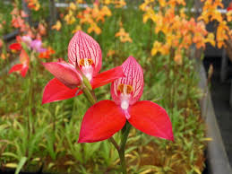 Image result for Disa erubescens