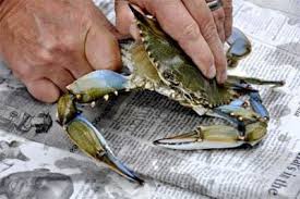 Mar 20, 2020 · there are just two easy steps to cleaning blue crabs this way: How To Clean Blue Crabs Before Cooking Blue Clean Cooking Crabs Blue Crab Recipes Fried Blue Crab Recipe Crab Recipes