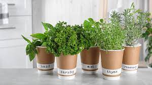 How to grow an herb garden in your kitchen. What Herbs Will Grow The Best In Your Kitchen