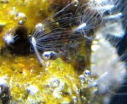Hydroids? 3 Stages...What Is It And How Do I Get Rid Of It? |  Saltwaterfish.Com Forums For Fish Lovers!