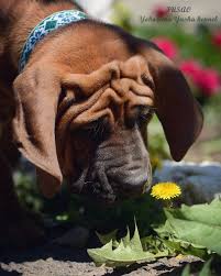 yokozuna yusha kennel tosa inu puppy shenki sobaki botanika
