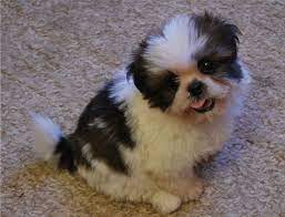 Get a boxer, husky, german shepherd, pug, and adorable pure breed shih tzu puppies. Shih Tzu Puppies For Sale Colorado Springs Co 167052