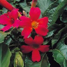 Image result for Dyschoriste thunbergiiflora