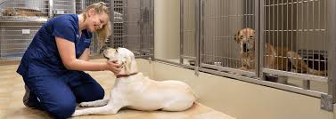 We did not find results for: Pet Boarding Daycare Grooming Near Me 12020 Malta Animal Hospital