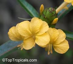 Image result for Barleria holubii