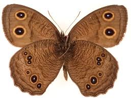 Image result for Nidorella vernonioides