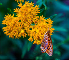 Maybe you would like to learn more about one of these? Oak Creek Canyon Christopher Martin Photography
