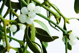 Los lirios son flores muy aromáticas, encuentra todo lo que necesitas saber de los lirios, sus los lirios son flores pertenecientes al género lilium, familia de las liliáceas, del orden de las liliales. Planta Liliacea De Jardin De Flores Blancas Y Hermosas