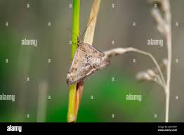 Image result for Pyrausta cingulata
