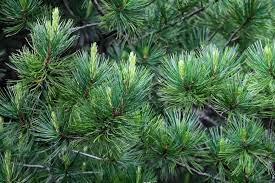 If a tree is prone. How To Grow And Care For Stone Pine Umbrella Pine Trees
