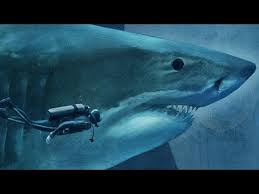Sizing Up Sharks The Lords Of The Sea Megalodon Compared To A Diver