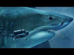 sizing up sharks the lords of the sea megalodon compared to a diver