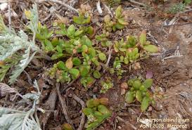 Image result for Polycarpon