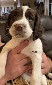 There are millions of homeless dogs. English Springer Spaniel Puppies