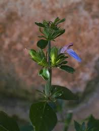 Image result for Justicia petiolaris