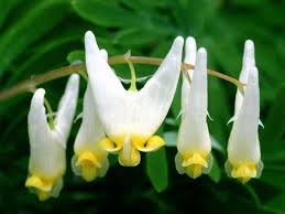They're also a great way of saying thanks or expressing your love for someone. Aleda Costa Amazing Flowers In The World Images