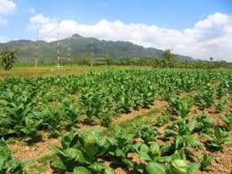 Merupakan tanaman yang cukup indah dan biasa dijadikan tanaman hias yang cantik. Petani Sawah Tadah Hujan Pilih Tanam Tembakau Dan Semangka Harian Merapi