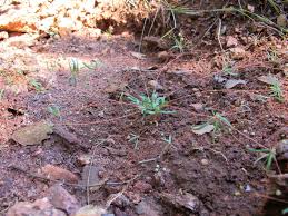 Image result for Hypertelis cerviana