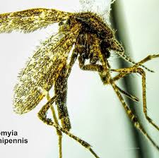 Image result for Dissotis speciosa