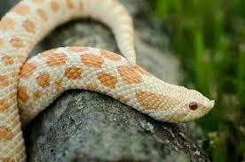 Albino Hognose Snake Hognose Snake Pet Snake Western Hognose Snake