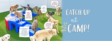 Until your puppy can be trusted not to destroy your home, do not allow them to roam around unsupervised. Camp Bow Wow Concord Home Facebook