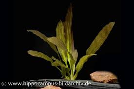 Cryptocoryne parva is one of the most popular carpeting plants in the hobby. Gewellter Wasserkelch Cryptocoryne Undulatus Red In Vitro Aquariumpflanzen Bundpflanzen Topfe