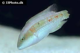 Image result for Oxyrhachis