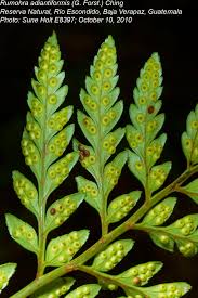 Image result for Rumohra