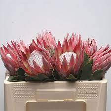 Jun 15, 2021 · proteas 15 jun. Op6w263nvp5wpm
