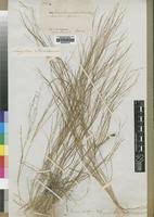 Image result for Panicum graciliflorum