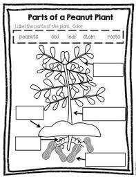 George Washington Carver By Polka Dot Firsties Tpt George Washington Carver George Washington Carver Activities Washington Carver