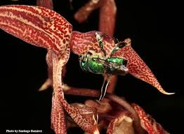 My printable bee coloring pages are interactive which means you can customize them in your favorite fonts, colors, and sizes. Posts Tagged Santiago Ramirez Master Gardeners Of Shasta County