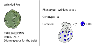 Tt for tall and tt for small phenotype. Mendelian Genetics Help Genetics Study Guide Shmoop