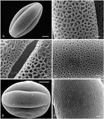 Image result for Teedia lucida