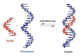 Messenger rna (mrna) is one type of the transcripts that carries information from dna to sequencing strategy • library preparation: Verbesserte Basenpaarung Bei Dna Analysen