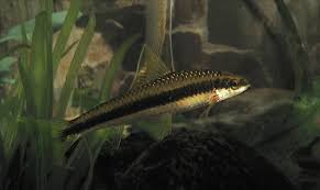 Algae Eaters 15 Fish Invertebrates To Help Keep Your Aquarium Clean Aquarium Fish Tank Aquarium Fish Tropical Fish Aquarium