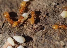 If they do enter your home, sweep them up with the vacuum cleaner. Citronella Ant Control Get Rid Of Citronella Ants