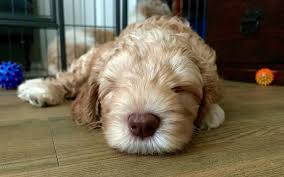 Beautiful puppies now available, going home soon. Do Labradoodles Make Good Pets Texas Australian Labradoodles