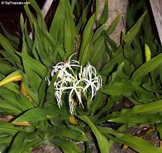 Image result for Crinum paludosum