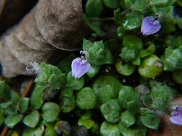 Image result for Hygrophila okavangensis