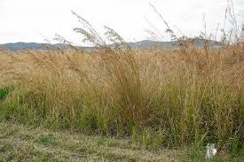 Image result for Hyparrhenia rudis