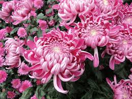 Irregular Incurve Mum Chrysanthemum X Morifolium Hagoromo Photo By Cathy Matos Longwoodgardens Chrysanthemum Growing Flowers Chrysanthemum Morifolium
