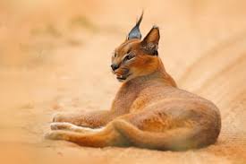 Why Do Caracals Hiss? Decoding The Meaning And Triggers Of Their Hissing