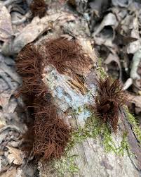 Image result for Stemonitis splendens