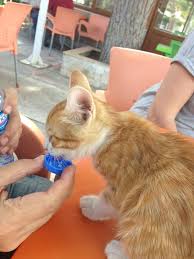 Sarman Kedi Cat Pets Animals Corgi