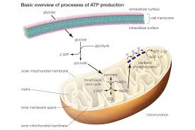 C6h12o6 + 6o2 _ 38 atp + 6co2 + 6h2o represents which cellular process? Learn About The 3 Main Stages Of Cellular Respiration