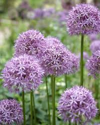 Allium Are A Firm Favourite Here At Otter And Now Is The Ideal Time To Come Into Any Of Our Garden Centres And Choos Planting Bulbs Spring Bulbs Garden Center