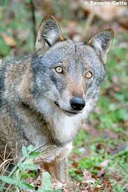 Italian Wolf Canis Lupus Italicus By Saverio Gatto Wolf Life Wolf Dog Beautiful Wolves