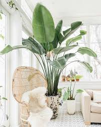 Come arredare casa in stile jungle piante da appartamento. Arredare Con Le Piante 13 Idee Per Scegliere Lo Styling Giusto